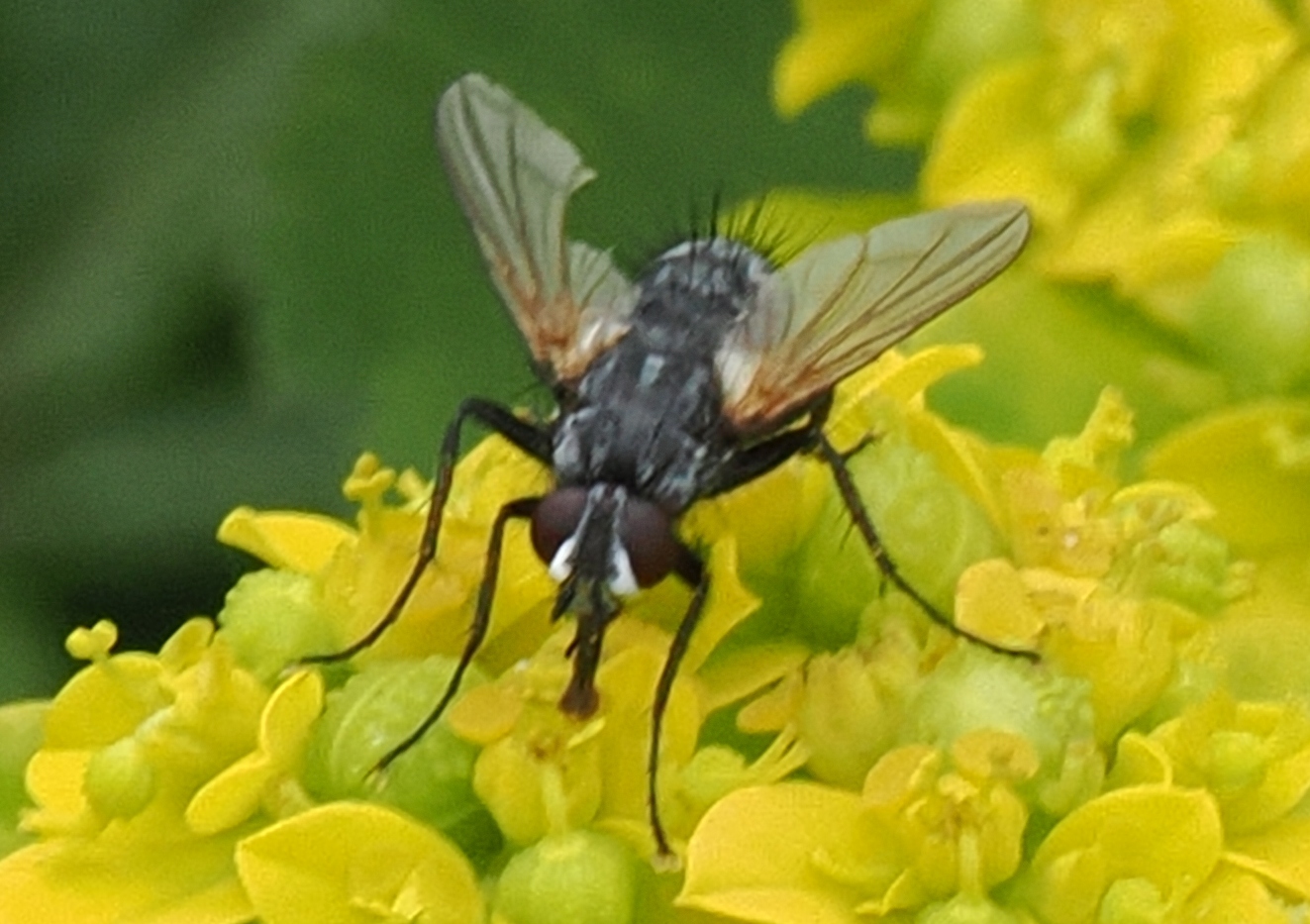cf-pelatachina-tibialis